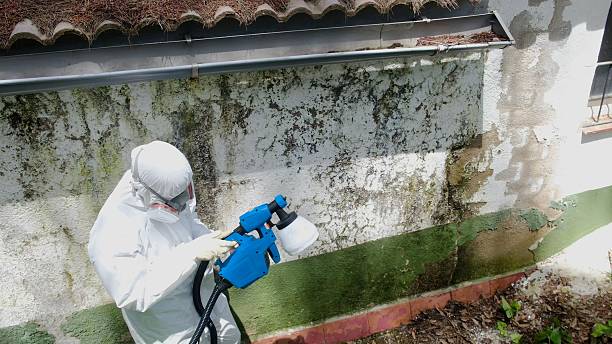 Trusted Crawl Space Mold Removal service in Portage, MI - Cheap Mold Removal
